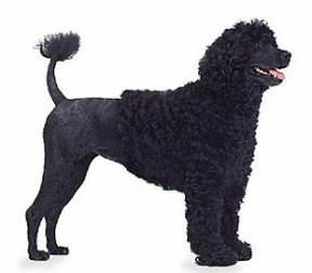 Portuguese Water Dog featured in dorg encyclopedia