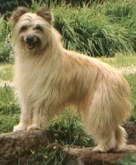 Pyrenean Shepherd dog featured in dog encyclopedia