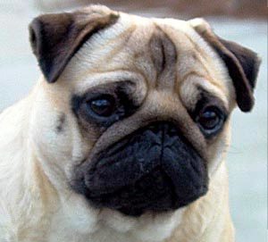 Pug dog featured in dog encyclopedia