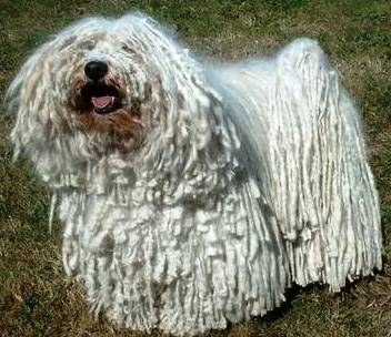 Puli dog featured in dog encyclopedia
