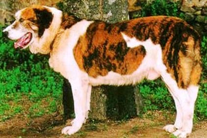 Rafeiro do Alentejo profile on dog encyclopedia