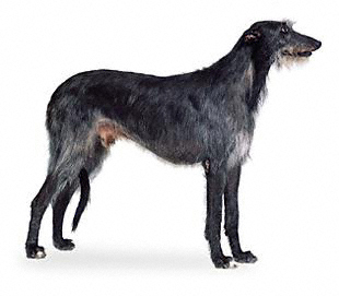 Scottish Deerhound profile on dog encyclopedia
