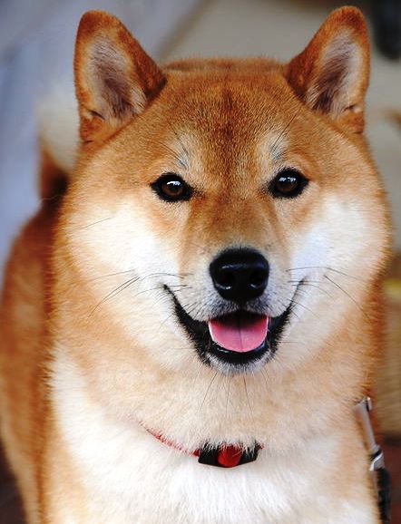 Shiba Inu profile on dog encyclopedia