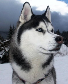 Siberian Husky profile on dog encyclopedia
