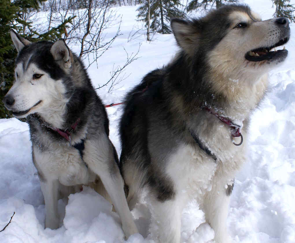 Siberian Husky dog featured in dog encyclopedia