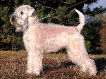Soft Coated Wheaten Terrier profile on dog encyclopedia