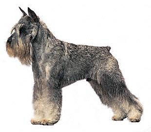 Standard Schnauzer profile at dog encyclopedia