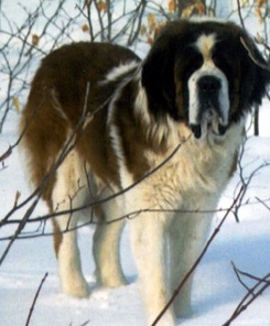 Saint Bernard dog featured in dog encyclopedia
