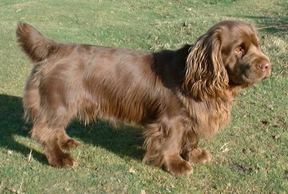 Sussex Spaniel dog featured in dog encyclopedia