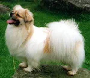 Tibetan Spaniel dog featured in dog encyclopedia