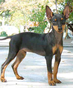 Manchester Terrier dog featured in dog encyclopedia