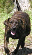 Treeing Tennessee Brindle profile on dog encyclopedia