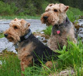 Welsh Terrier dog featured in dog encyclopedia
