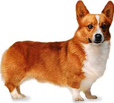 Pembroke Welsh Corgi dog featured in dog encyclopedia