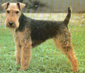 Welsh Terrier profile on dog encyclopedia