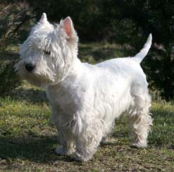 West Highland White Terrier dog featured in dog encyclopedia