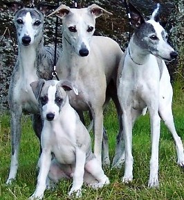 Whippet dogs featured in dog encyclopedia
