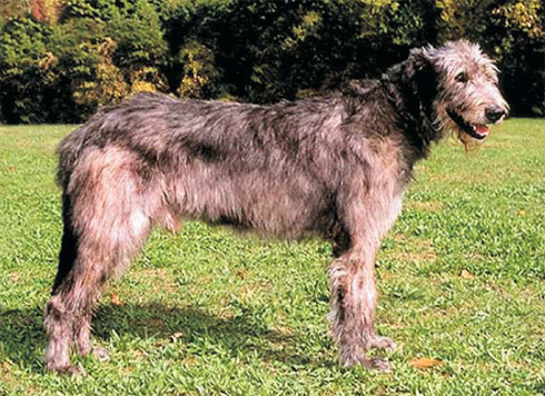Irish Wolfhound profile on dog encyclopedia