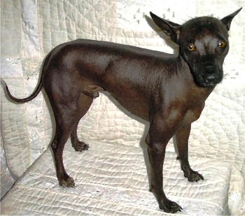 Xoloitzcuintli dog featured in dog encyclopedia